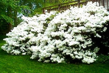 Load image into Gallery viewer, Azalea, Delaware Valley White