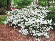 Load image into Gallery viewer, Azalea, Pleasant White