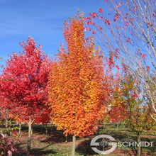 Load image into Gallery viewer, Maple 'Armstrong'
