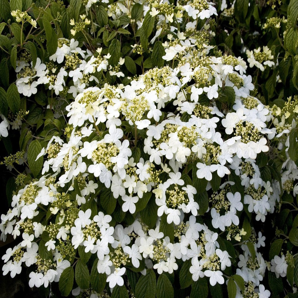 Viburnum plicatum, Summer Snowflake