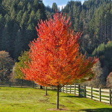 Load image into Gallery viewer, Maple &quot;October Glory&quot;
