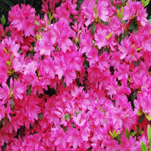 Load image into Gallery viewer, Azalea, Girard Fuchsia