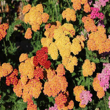 Load image into Gallery viewer, Achillea, Yarrow