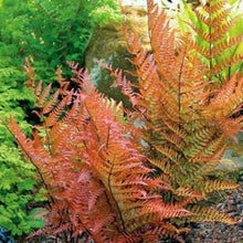Load image into Gallery viewer, Ferns
