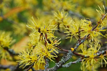 Load image into Gallery viewer, Hamamelis virginiana, Witch Hazel