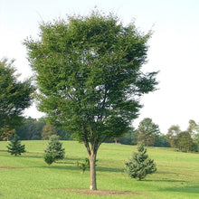Load image into Gallery viewer, Zelkova 'Green Vase'