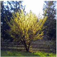 Load image into Gallery viewer, Hamamelis virginiana, Witch Hazel
