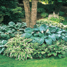 Load image into Gallery viewer, Hosta