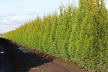 Load image into Gallery viewer, Arborvitae, Emerald Green