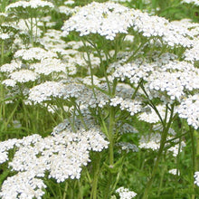 Load image into Gallery viewer, Achillea, Yarrow
