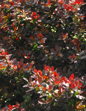 Load image into Gallery viewer, Barberry &#39;Crimson Pygmy&#39;
