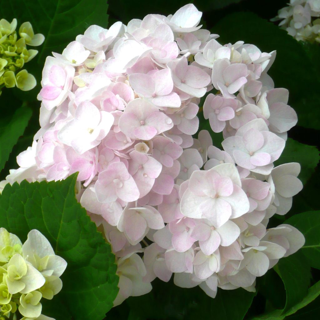 Hydrangea, Endless Summer Blushing Bride (white to light pink)