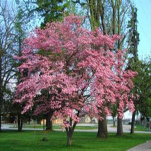 Load image into Gallery viewer, Dogwood 'Cherokee Brave'