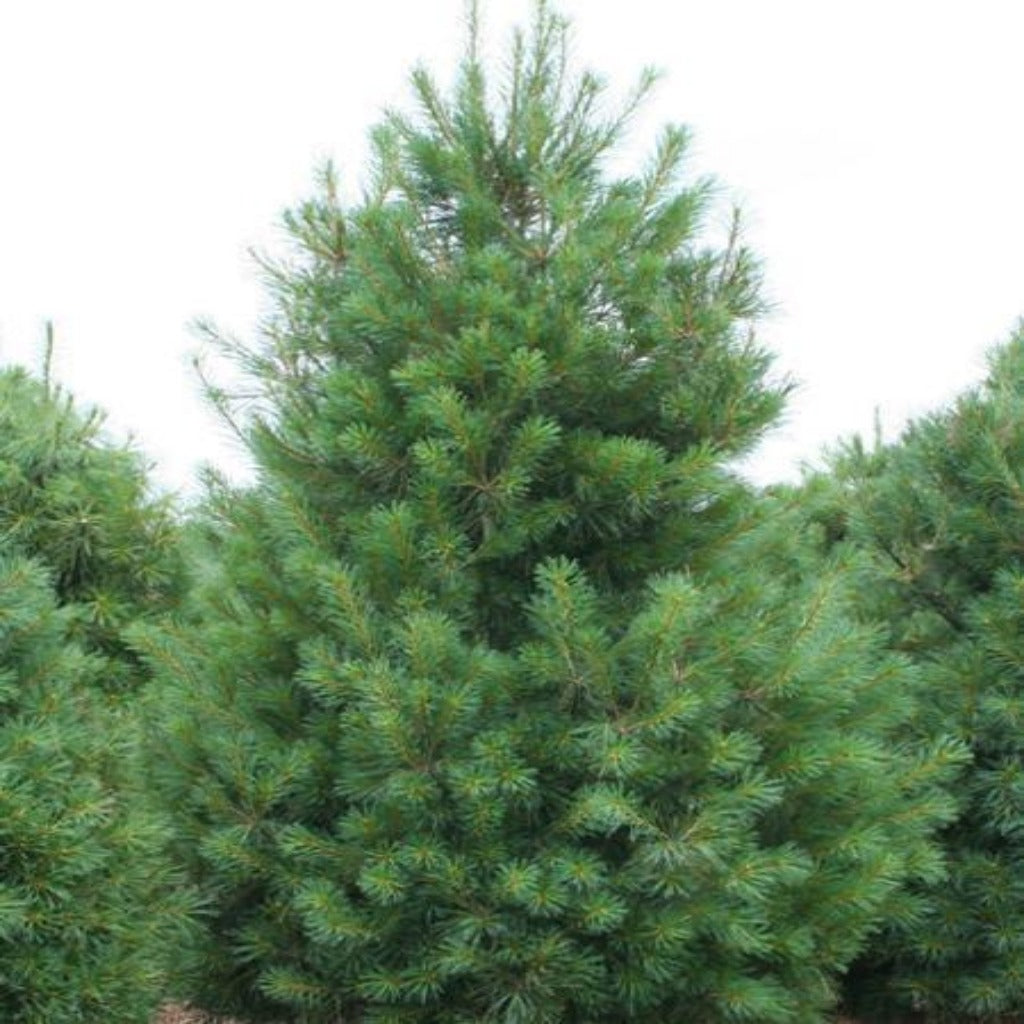 A White Pine for the Ages - Knecht's Nurseries & Landscaping