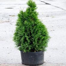 Load image into Gallery viewer, Arborvitae, Emerald Green