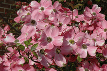 Load image into Gallery viewer, Dogwood 'Cherokee Brave'