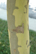 Load image into Gallery viewer, London Planetree 'Bloodgood'