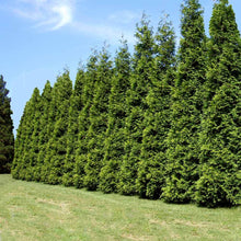 Load image into Gallery viewer, Arborvitae, Green Giant
