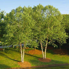 Load image into Gallery viewer, River Birch Betula Nigra