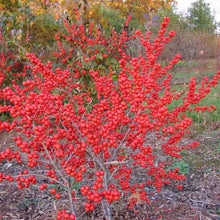 Load image into Gallery viewer, Ilex verticillata, Red Sprite