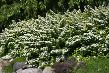 Load image into Gallery viewer, Spirea, Glow Girl
