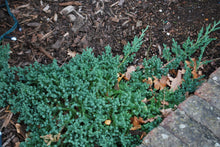 Load image into Gallery viewer, Juniperus procumbens, Nana