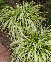 Load image into Gallery viewer, Liriope (Lilyturf)