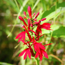 Load image into Gallery viewer, Lobelia (Cardinal Flower)
