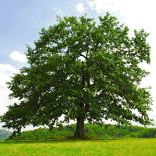 Load image into Gallery viewer, Oak, Red