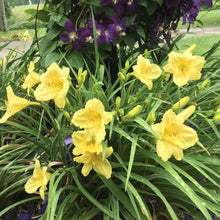 Load image into Gallery viewer, Daylily (Hemerocallis)