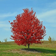 Load image into Gallery viewer, Maple "Red Sunset"