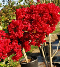 Load image into Gallery viewer, Lagerstroemia, Dynamite
