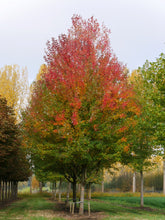 Load image into Gallery viewer, Maple 'Armstrong'