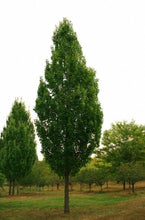Load image into Gallery viewer, Maple 'Armstrong'