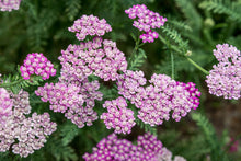 Load image into Gallery viewer, Achillea, Yarrow