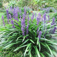 Load image into Gallery viewer, Liriope (Lilyturf)