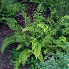 Load image into Gallery viewer, Ferns