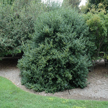 Load image into Gallery viewer, Ilex m., China Girl