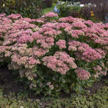 Load image into Gallery viewer, Sedum (Stonecrop)