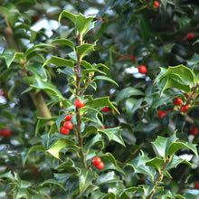 Load image into Gallery viewer, Ilex x., Dragon Lady