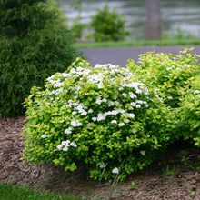 Load image into Gallery viewer, Spirea, Glow Girl