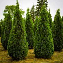 Load image into Gallery viewer, Arborvitae, Emerald Green