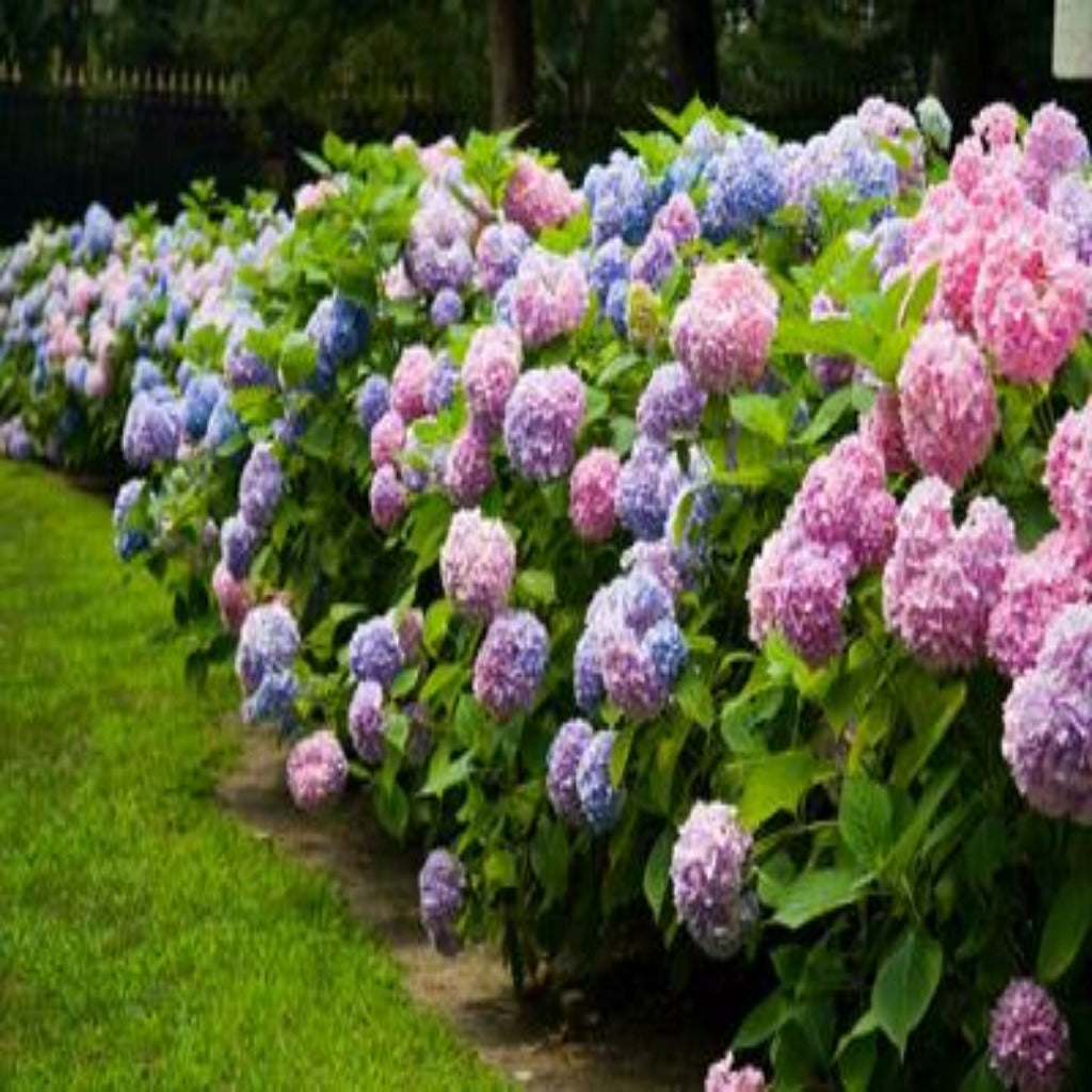 Hydrangea, Endless Summer Bloom Struck (pink to blue) – AMC