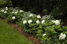 Load image into Gallery viewer, Hydrangea, Endless Summer Blushing Bride (white to light pink)