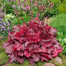 Load image into Gallery viewer, Heuchera (Coral Bells)