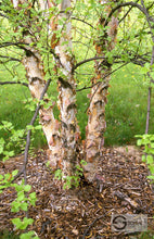Load image into Gallery viewer, River Birch Betula Nigra