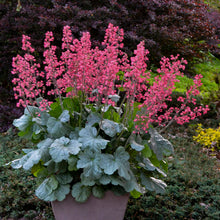 Load image into Gallery viewer, Heuchera (Coral Bells)