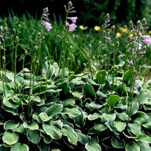 Load image into Gallery viewer, Hosta