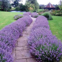 Load image into Gallery viewer, Lavender