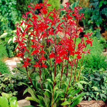 Load image into Gallery viewer, Lobelia (Cardinal Flower)